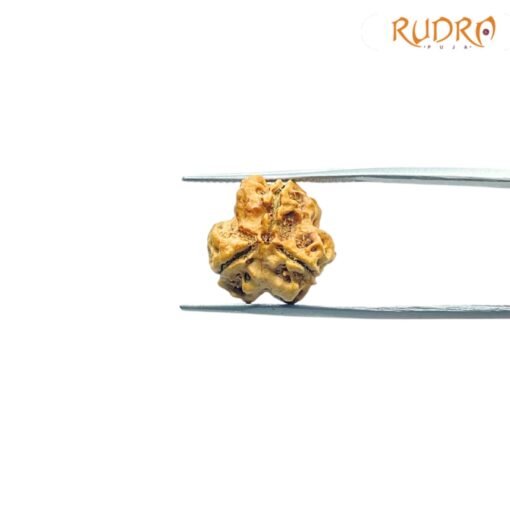3-Mukhi-Rudraksha-Nepal-16.55-MM-RP-C.jpg