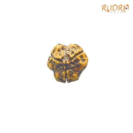 3-Mukhi-Rudraksha-Nepal-17.20-Mm-Mp-C.jpg