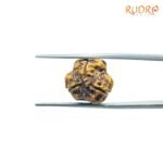 3-Mukhi-Rudraksha-Nepal-17.20-Mm-Lp-C.jpg