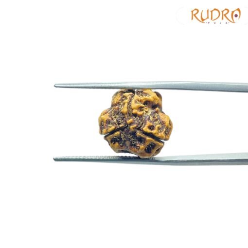 3-Mukhi-Rudraksha-Nepal-17.20-Mm-Lp-C.jpg