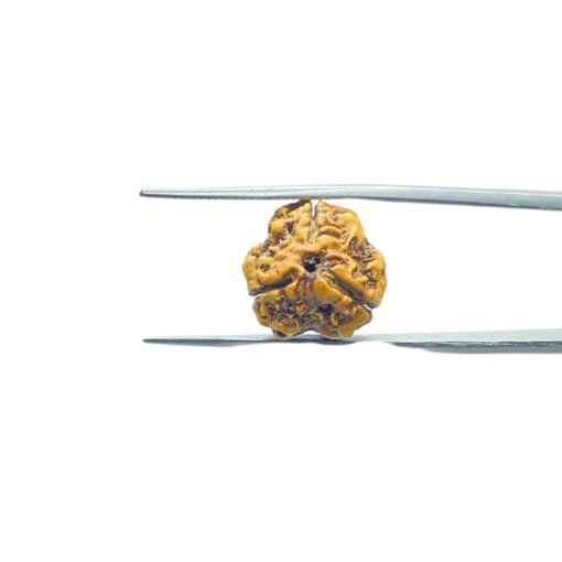 3-Mukhi-Rudraksha-Nepal-17.20-Mm-Mp-C.jpg