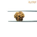 3-Mukhi-Rudraksha-Nepal-17.20-Mm-Rp-C.jpg