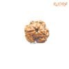 3 Mukhi Rudraksha Nepal ( 18.23 Mm ) 11 3-Mukhi-Rudraksha-Nepal-18.23-Mm-Bp-C.jpg