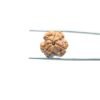 3-Mukhi-Rudraksha-Nepal-18.23-Mm-Mp-C.jpg