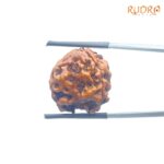 3-Mukhi-Rudraksha-Nepal-19.36-MM-MP-C.jpg