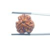 3-Mukhi-Rudraksha-Nepal-19.36-Mm-Mp-C.jpg