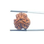 3-Mukhi-Rudraksha-Nepal-19.36-MM-MP-C.jpg