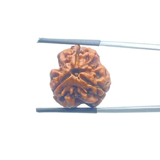 3-Mukhi-Rudraksha-Nepal-19.36-Mm-Mp-C.jpg