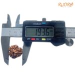 3-Mukhi-Rudraksha-Nepal-19.36-MM-MP-C.jpg