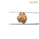 3-Mukhi-Rudraksha-Nepal-19.45-Mm-Fp-C.jpg