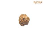3-Mukhi-Rudraksha-Nepal-19.45-Mm-Fp-C-2.Jpg