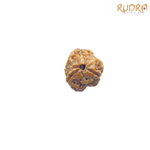 3-Mukhi-Rudraksha-Nepal-19.45-Mm-Fp-C-2.Jpg