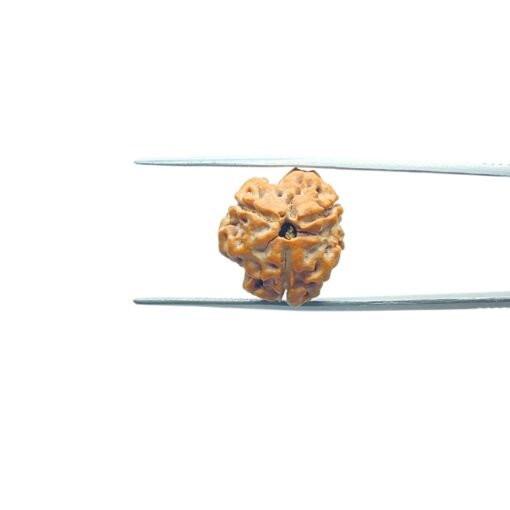 3-Mukhi-Rudraksha-Nepal-19.45-Mm-Mp-C.jpg