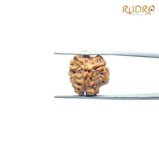 3-Mukhi-Rudraksha-Nepal-19.45-Mm-Rp-C.jpg