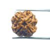 4 Mukhi Rudraksha Nepal - (17.60 Mm )