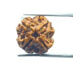 4 Mukhi Rudraksha Nepal - (17.60 MM )