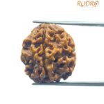 4 Mukhi Rudraksha Nepal - (17.60 MM )