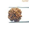 4 Mukhi Rudraksha Nepal - (17.60 Mm )