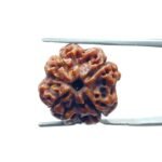 4 Mukhi Rudraksha Nepal - (17.70 MM )