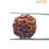 4 Mukhi Rudraksha Nepal - (17.70 Mm ) 15 4 Mukhi Rudraksha Nepal - (17.70 Mm )