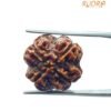 4 Mukhi Rudraksha Nepal - (17.70 Mm ) 14 4 Mukhi Rudraksha Nepal - (17.70 Mm )