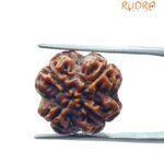 4 Mukhi Rudraksha Nepal - (17.70 MM )