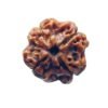 4 Mukhi Rudraksha Nepal - (17.70 Mm ) 16 4 Mukhi Rudraksha Nepal - (17.70 Mm )