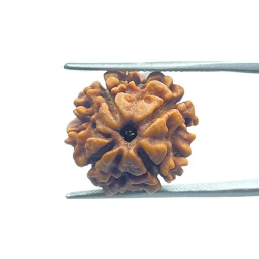 4 Mukhi Rudraksha Nepal - (17.75 Mm )