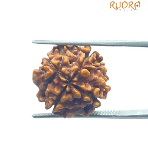 4 Mukhi Rudraksha Nepal - (17.75 Mm )
