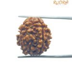4 Mukhi Rudraksha Nepal - (17.75 Mm )