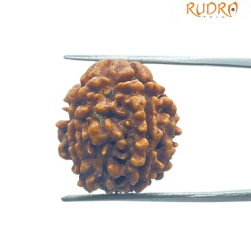 4 Mukhi Rudraksha Nepal - (17.75 Mm )
