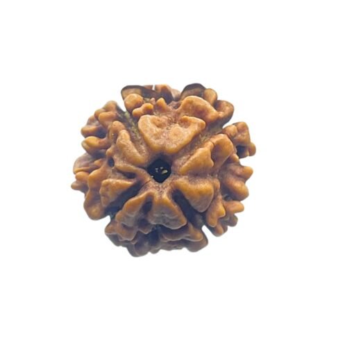 4 Mukhi Rudraksha Nepal - (17.75 Mm ) - Image 4
