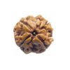 4 Mukhi Rudraksha Nepal - (17.90 Mm )