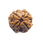 4 Mukhi Rudraksha Nepal - (17.90 Mm )