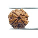 4 Mukhi Rudraksha Nepal - (17.90 MM )