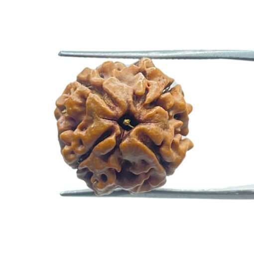 4 Mukhi Rudraksha Nepal - (17.90 Mm )