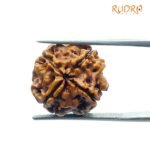 4 Mukhi Rudraksha Nepal - (17.90 MM )