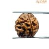 4 Mukhi Rudraksha Nepal - (17.90 Mm )