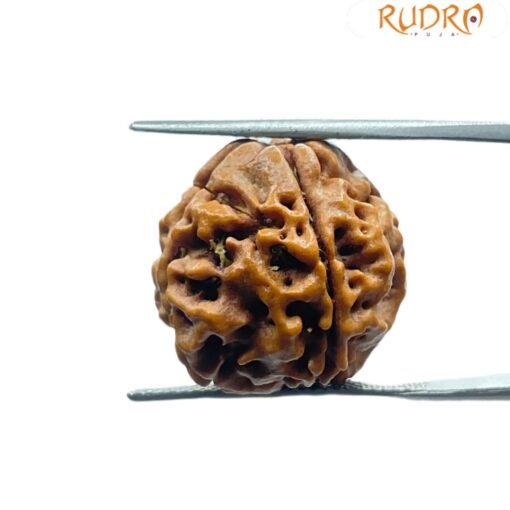4 Mukhi Rudraksha Nepal - (17.90 MM )