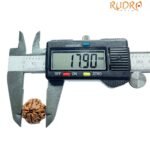 4 Mukhi Rudraksha Nepal - (17.90 Mm )