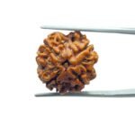 4 Mukhi Rudraksha Nepal - ( 18.10 MM )