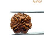4 Mukhi Rudraksha Nepal - ( 18.10 MM )