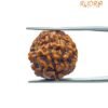 4 Mukhi Rudraksha Nepal - ( 18.10 Mm ) 15 4 Mukhi Rudraksha Nepal - ( 18.10 Mm )