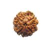 4 Mukhi Rudraksha Nepal - ( 18.10 Mm ) 16 4 Mukhi Rudraksha Nepal - ( 18.10 Mm )
