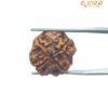 4 Mukhi Rudraksha Nepal - ( 18.15 Mm ) 14 4 Mukhi Rudraksha Nepal - ( 18.15 Mm )