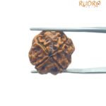 4 Mukhi Rudraksha Nepal - ( 18.15 MM )