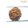 4 Mukhi Rudraksha Nepal - ( 18.15 Mm ) 15 4 Mukhi Rudraksha Nepal - ( 18.15 Mm )