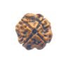 4 Mukhi Rudraksha Nepal - ( 18.15 Mm ) 16 4 Mukhi Rudraksha Nepal - ( 18.15 Mm )