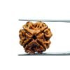 4 Mukhi Rudraksha Nepal - ( 18.20 Mm )