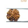 4 Mukhi Rudraksha Nepal - ( 18.20 Mm ) 14 4 Mukhi Rudraksha Nepal - ( 18.20 Mm )